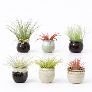 May include: Six small ceramic pots containing various air plants. The pots feature diverse glazes including dark brown, speckled beige, and light blue-green. The plants have thin, spiky leaves in shades of green and reddish-pink, arranged in two rows.