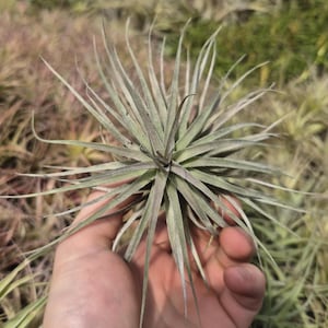 Tillandsia Bergeri zachte bladhybride
