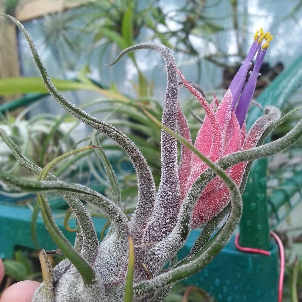 Tillandsia pruinosa Air plant - Etsy 日本