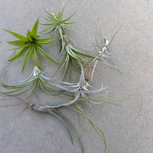 May include: A collection of five air plants, including one green air plant and four gray air plants, arranged on a gray concrete surface.