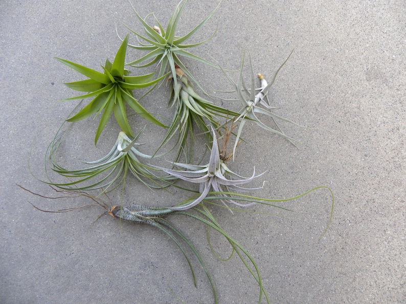 May include: A collection of five air plants, including one green air plant and four gray air plants, arranged on a gray concrete surface.