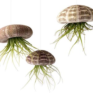 May include: Three hanging air plants in brown and white sea urchin shells. The plants are green and have long, thin leaves.