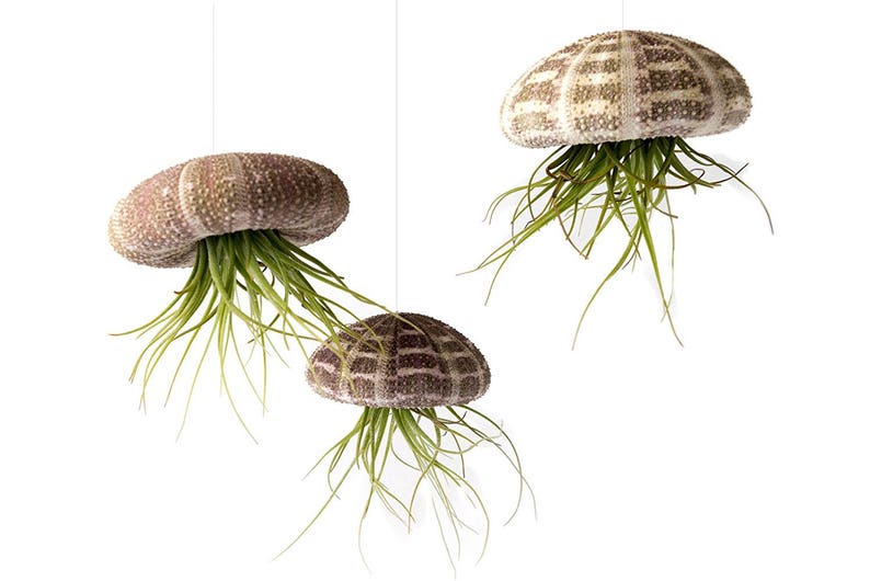 May include: Three hanging air plants in brown and white sea urchin shells. The plants are green and have long, thin leaves.