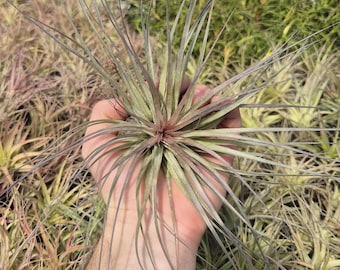 Tillandsia Houston Algodón de azúcar