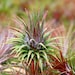 Owner of <a href='https://www.etsy.com/shop/Airplantdirect?ref=l2-about-shopname&from_page=listing' class='wt-text-link'>Airplantdirect</a>