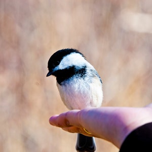 Black capped Chickadee | Digital Download - Wall Art - Printable Digital Photography