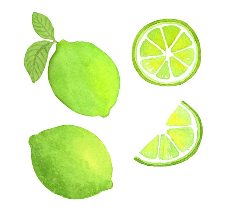 Watercolor Lime Clip art Set Citrus fruit herbal | Etsy