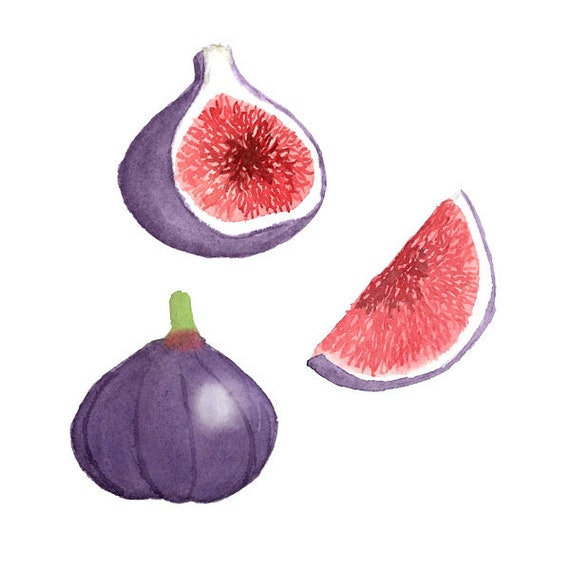 Download Watercolor Fig Set Clip Art Tropical Juicy Purple Slice Fruit Scrap Booking Illustration