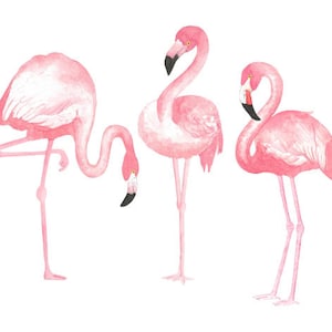 Three Watercolor Flamingos Set, Clip art, Tropical, Bird, Illustration, Scrap-booking, Summer