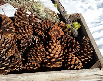 20 Northwest Montana Large Ponderosa Pinecones 4-6 inches