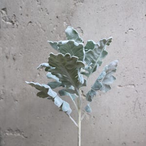 May include: A single stem of dusty miller plant with soft, silvery-green leaves. The leaves have a textured, almost velvety appearance, and the stem is a pale, creamy white. The plant is set against a neutral, textured gray background.
