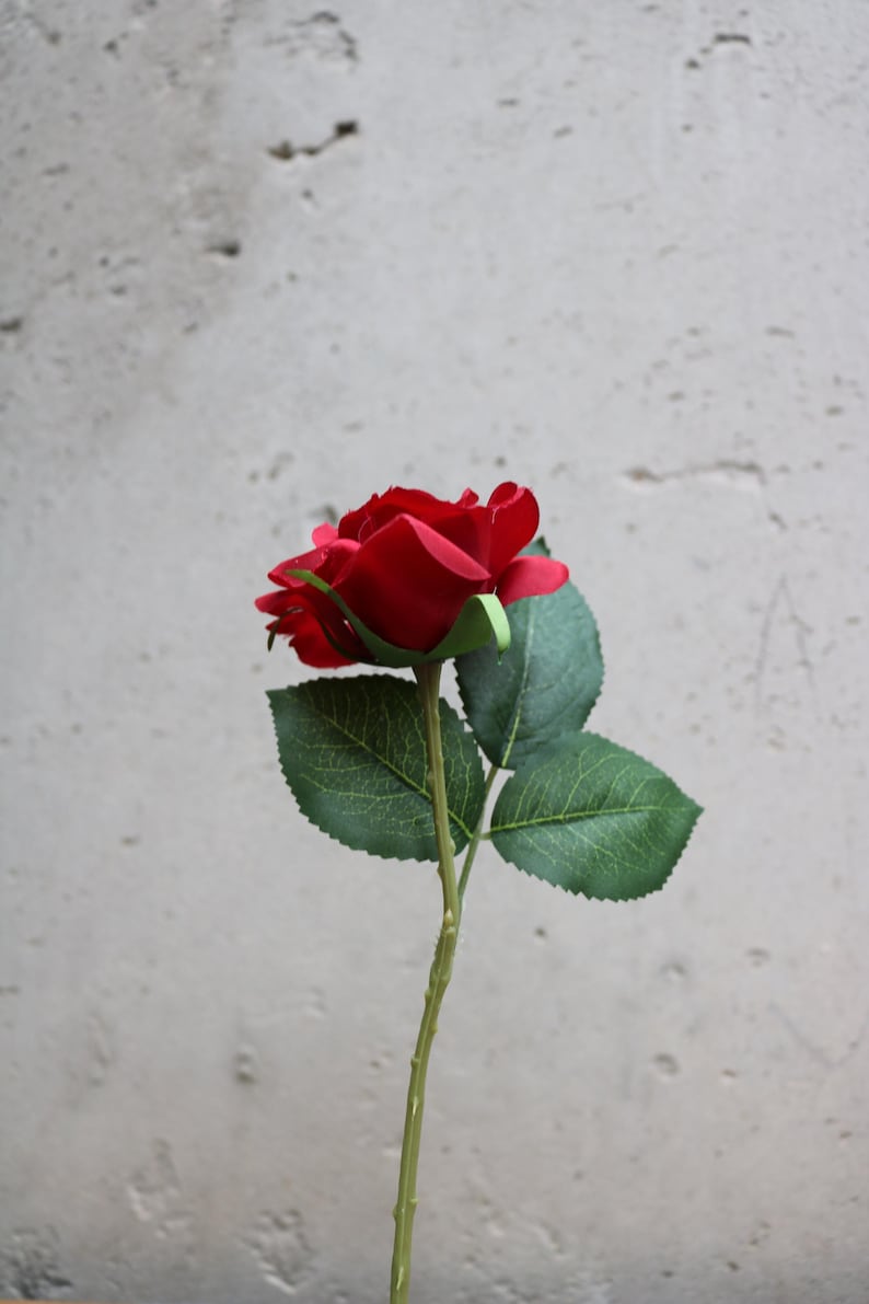 May include: A single, vibrant red rose with green leaves and stem. The rose is in full bloom, showcasing its layered petals. The stem is long and slender, with three green leaves. The background is a neutral, textured wall.