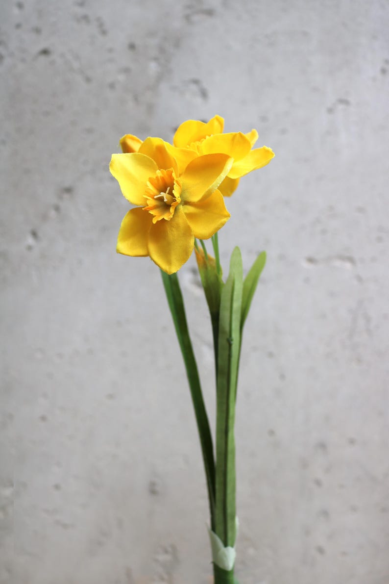 Peut inclure: Gros plan sur une fleur de jonquille jaune vif avec un centre d&eacute;taill&eacute;, une tige et des feuilles vertes. La fleur est en pleine floraison, montrant ses p&eacute;tales. Le fond est gris neutre.