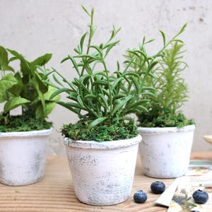 May include: Three small potted plants with green foliage sit on a wooden surface. The white pots have a distressed finish. Blueberries are scattered nearby. The plants include a leafy plant, a rosemary-like plant, and a small evergreen-like plant.