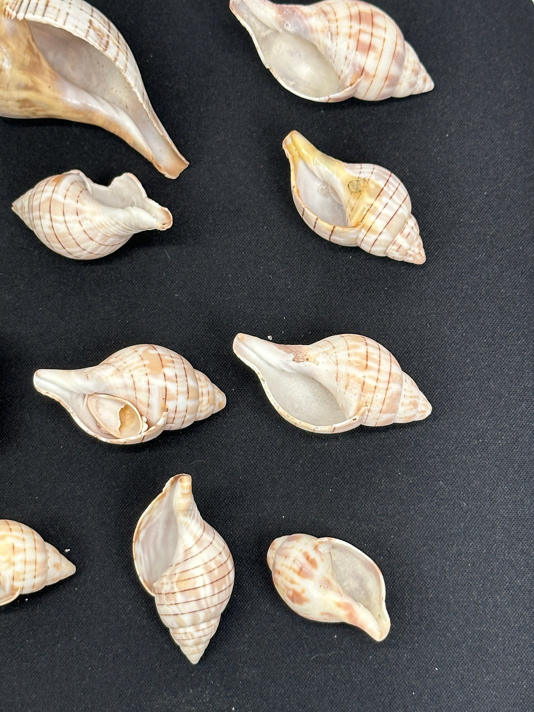 Banded Tulip Shells, Gulf Coast Seashells, - Etsy