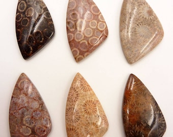 Fossilized Coral Cabochon - 8 grams - 45 x 22 x 5 mm
