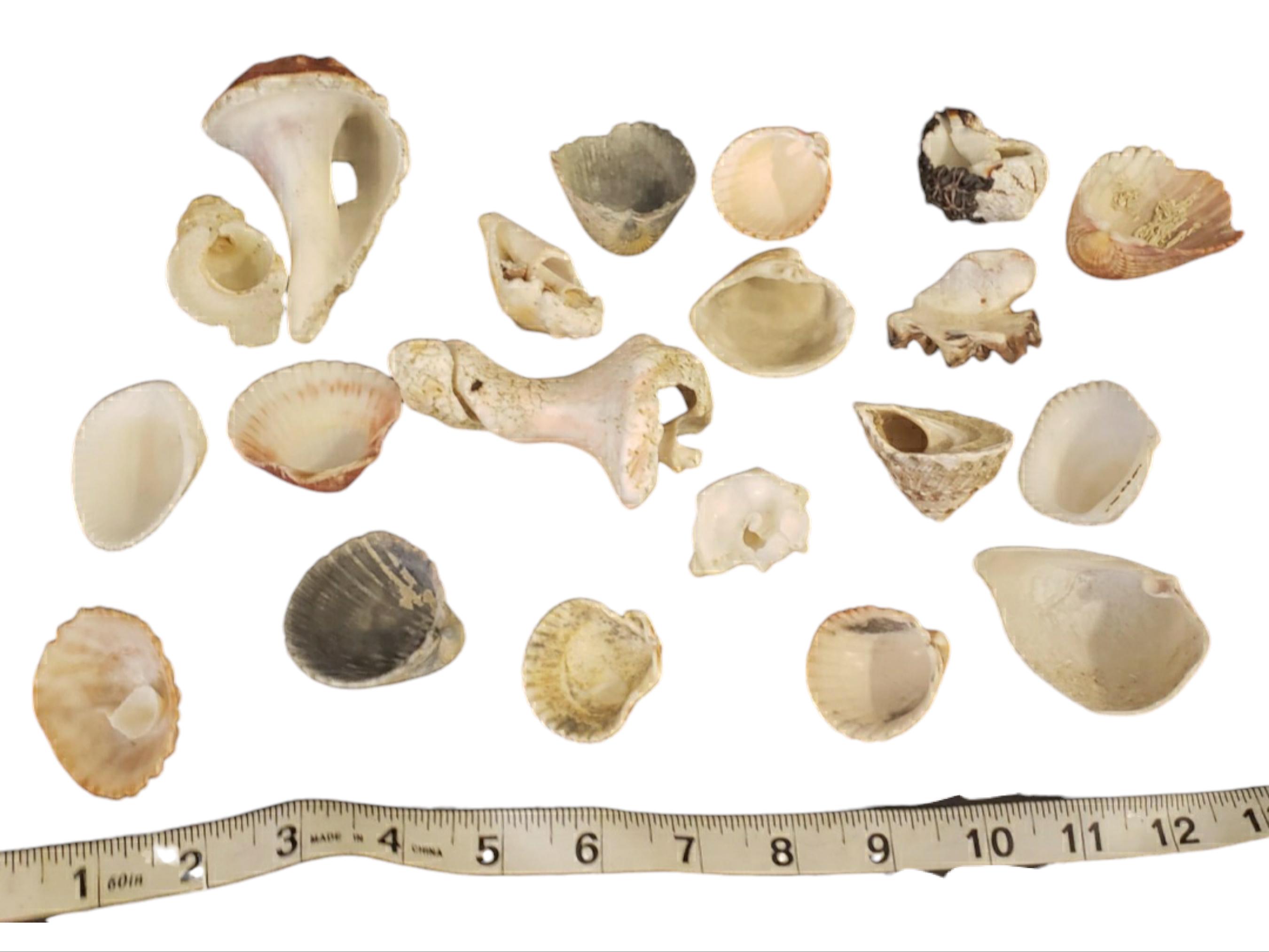 クラフトやコレクションに使える20種類の貝殻のセット - Etsy 日本