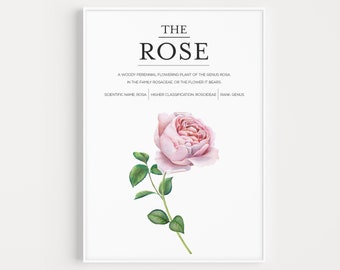 May include: A botanical illustration of a pink rose with green leaves. The text "THE ROSE" is at the top of the image. Below the rose, the text reads: "A woody perennial flowering plant of the genus Rosa in the family Rosaceae or the flower it bears. Scientific name Rosa. Higher classification Rosodeae. Rank Genus."