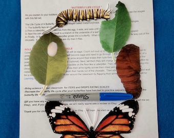 Butterfly life cycle song//felt board storie//nature //felt stories//science//flannel stories butterfly cycle//nature felt stories kinder