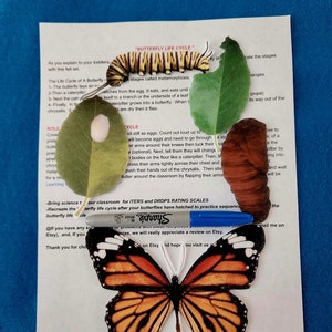 Butterfly life cycle song//felt board storie//nature //felt stories//science//flannel stories butterfly cycle//nature felt stories kinder
