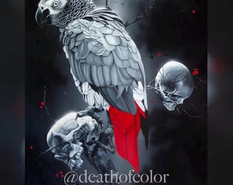 African Grey