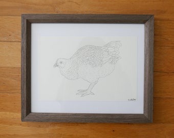 Blue Australorp Chicken Drawing