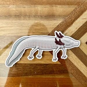 Texas Blind Salamander Sticker
