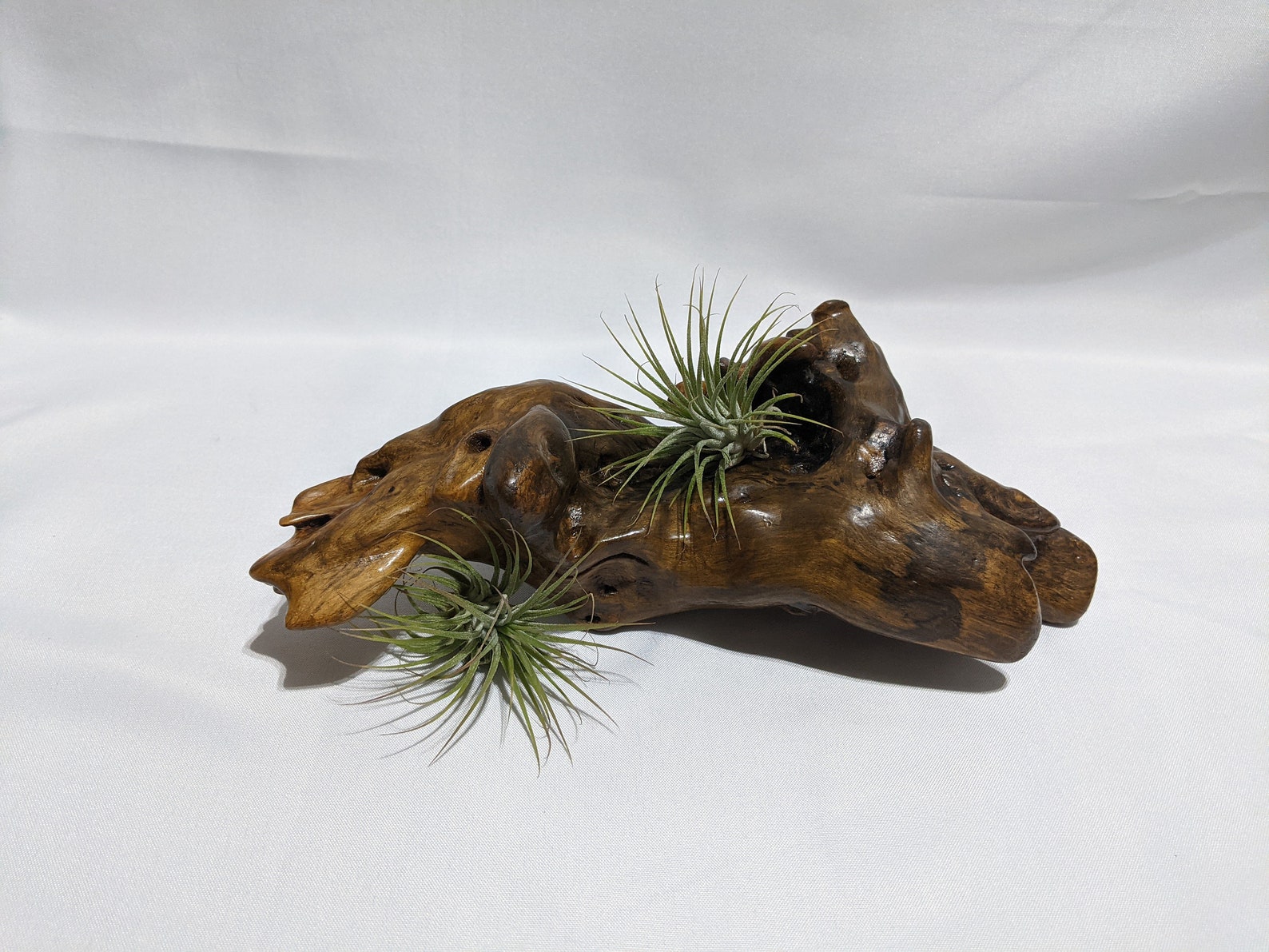 Vintage Varnished Driftwood Art Piece Great for Air Plants Etsy