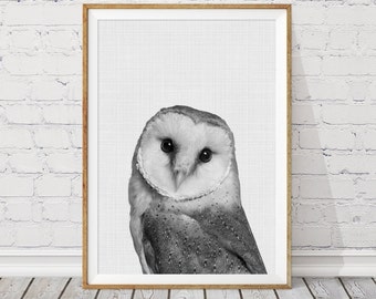 May include: Black and white photograph of an owl with large, round eyes. The owl is looking directly at the camera. The background is a light gray.