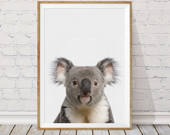 May include: A close-up portrait of a koala bear with a white background. The koala has a soft, gray fur and large, black eyes. The koala is looking directly at the camera.