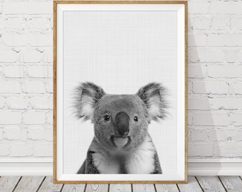 May include: Black and white photo of a koala bear looking directly at the camera. The koala is in a framed print.