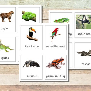 Tarjetas Montessori Rainforest Toob de 3 partes