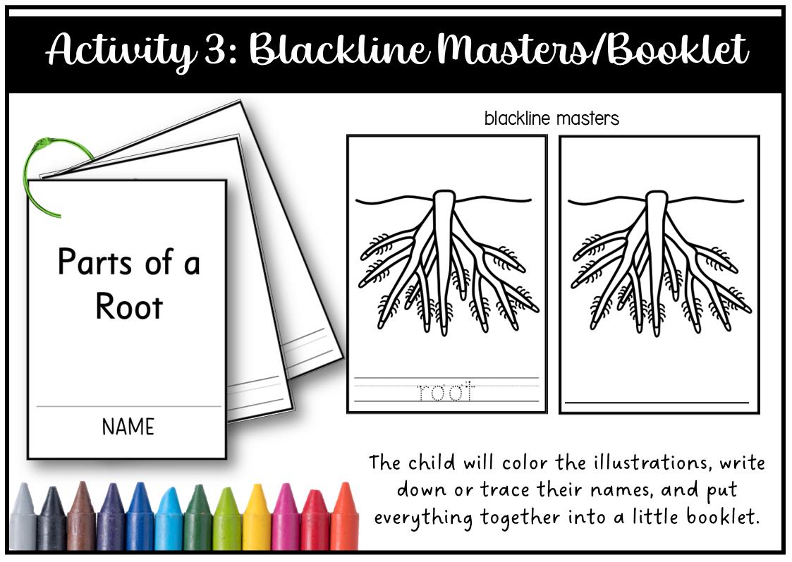 Parts of a Root Montessori 3 and 4 Part Cards - Etsy