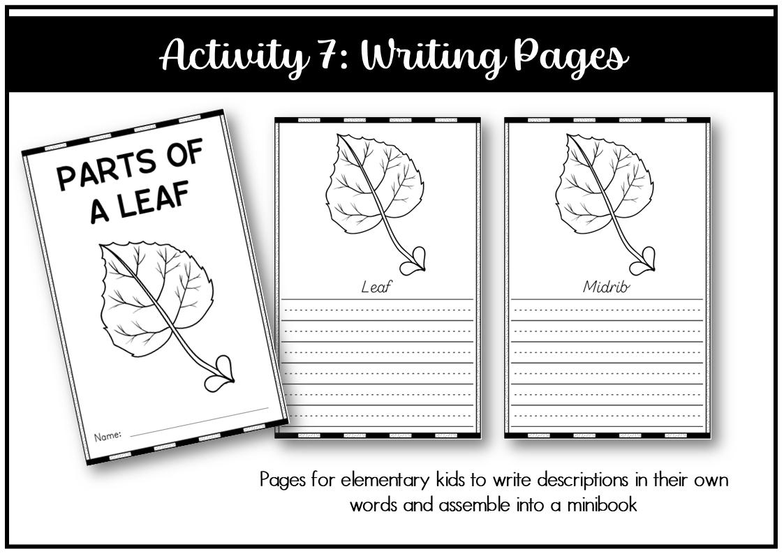 Parts of a Leaf Montessori 3 and 4 Part Cards - Etsy