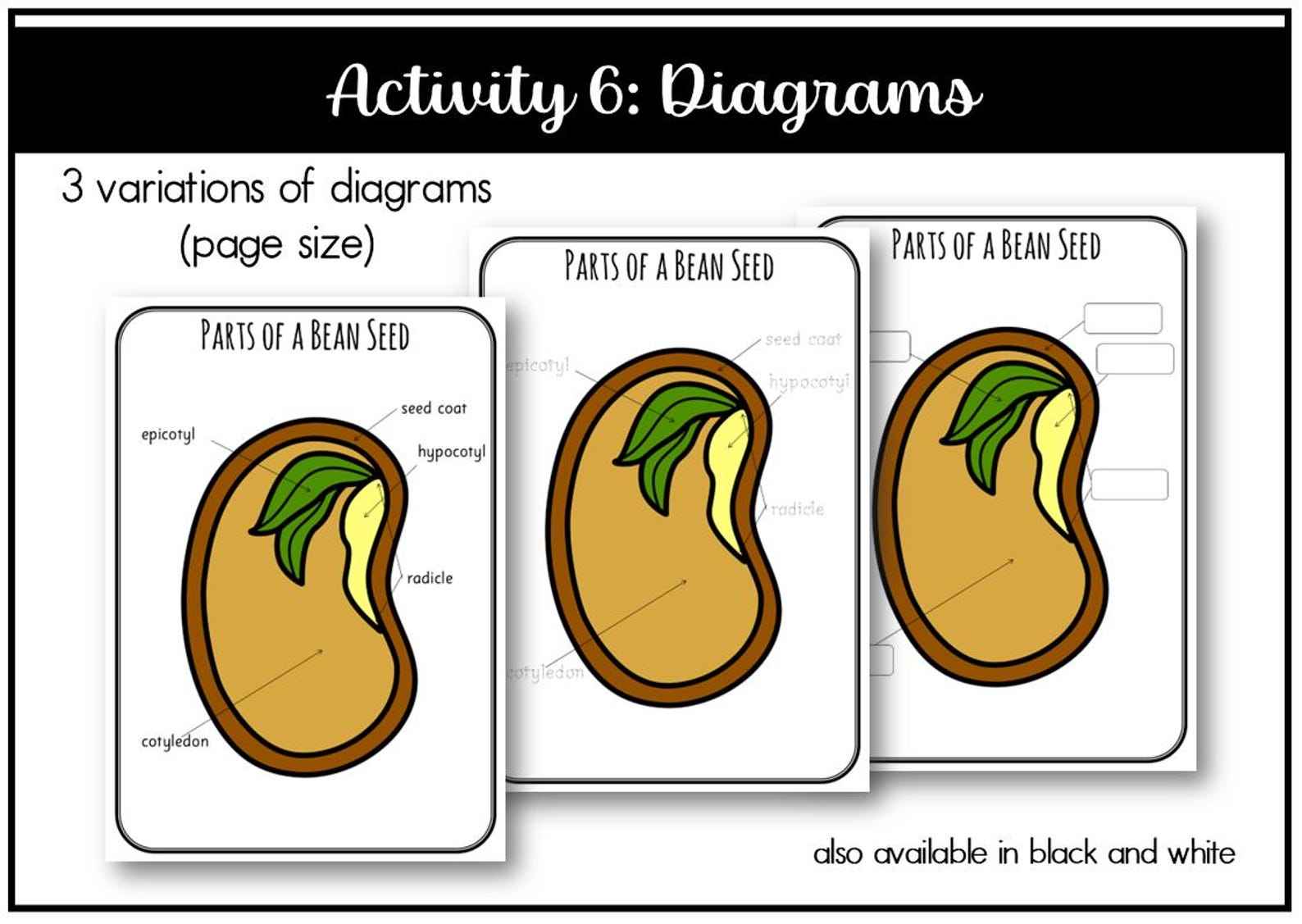 Parts of a Bean Seed Montessori 3 and 4 Part Cards - Etsy