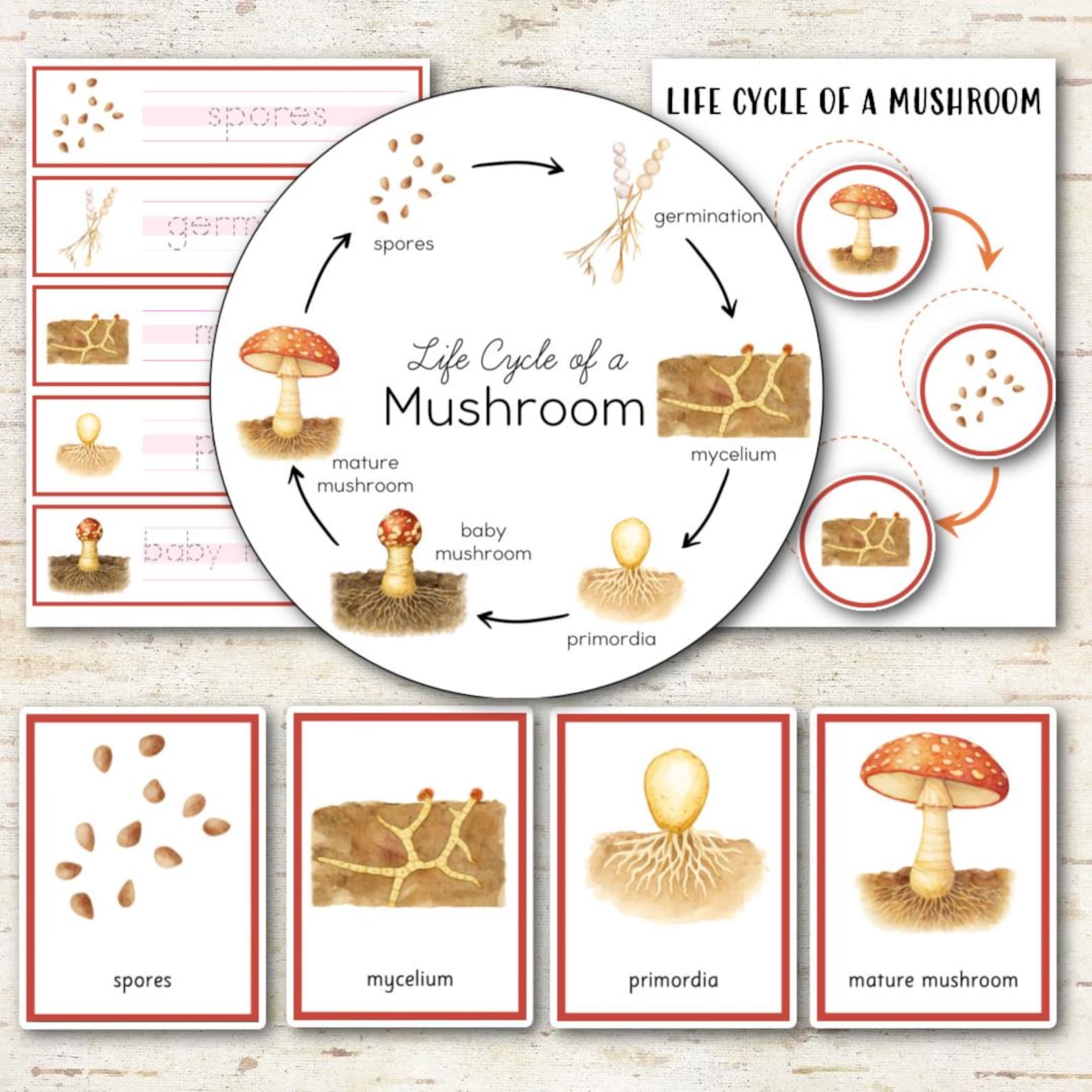 Mushroom Life Cycle - Montessori Inspired - Etsy