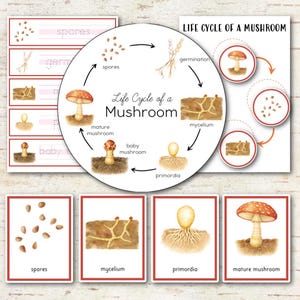 May include: Educational cards and a circular diagram illustrating the life cycle of a mushroom. The visuals include watercolor-style depictions of spores, mycelium, primordia, and mature mushrooms with labels in black text on a white background.