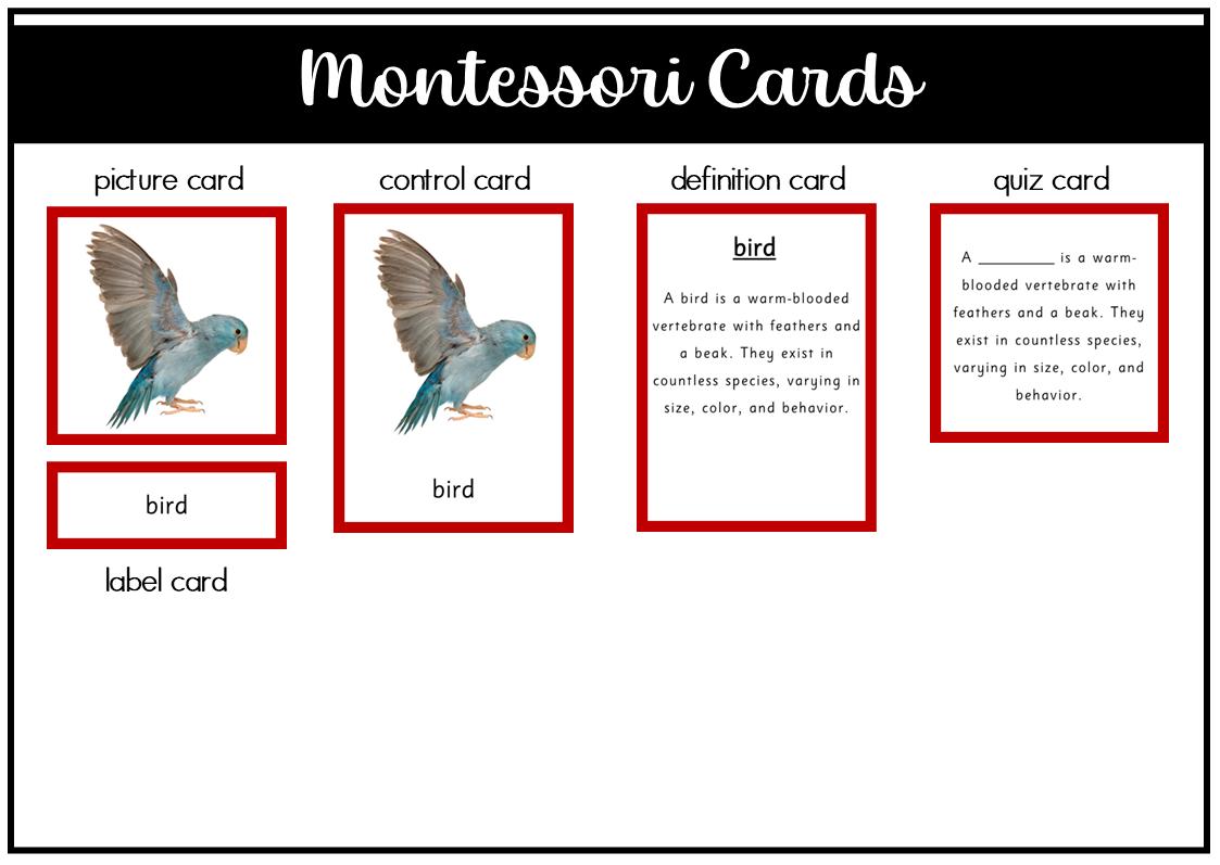 Parts of a Bird Montessori 3 Part Cards - Etsy