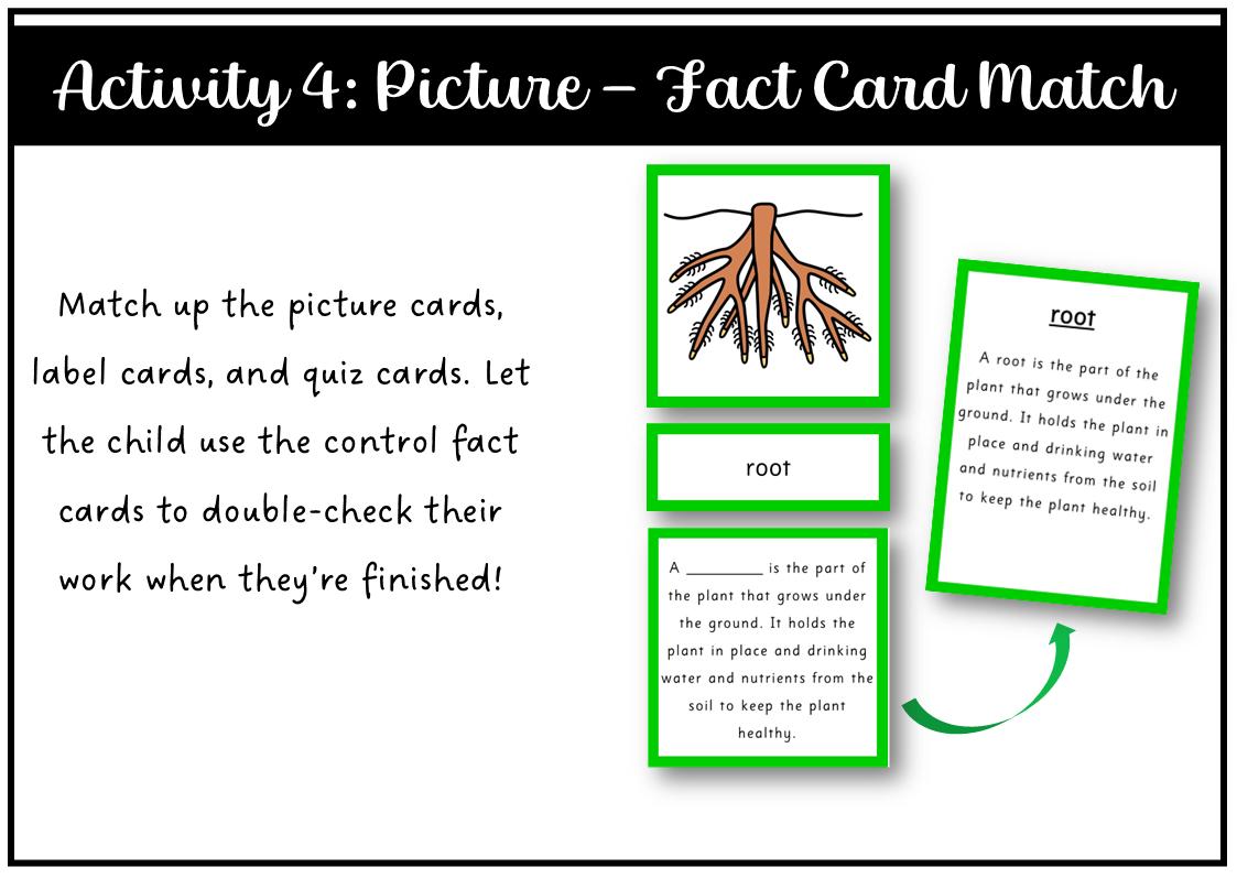 Parts of a Root Montessori 3 and 4 Part Cards - Etsy