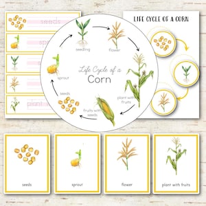 Peut inclure: Cartes éducatives illustrant le cycle de vie d'un plant de maïs. L'ensemble comprend un diagramme circulaire et des cartes rectangulaires individuelles étiquetées seeds, sprout, flower et plant with fruits, avec des dessins à l'aquarelle.