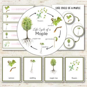 May include: An educational set featuring a circular diagram titled Life Cycle of a Maple, illustrating stages including flowers, samara, germination, seedling, and maple tree. The set includes rectangular cards with labels and watercolour illustrations.