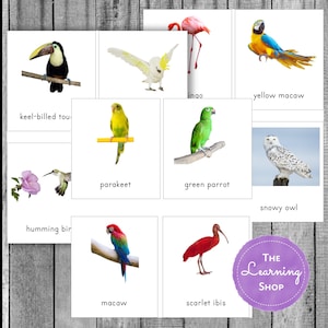 Cartões de pássaros exóticos inspirados em Montessori