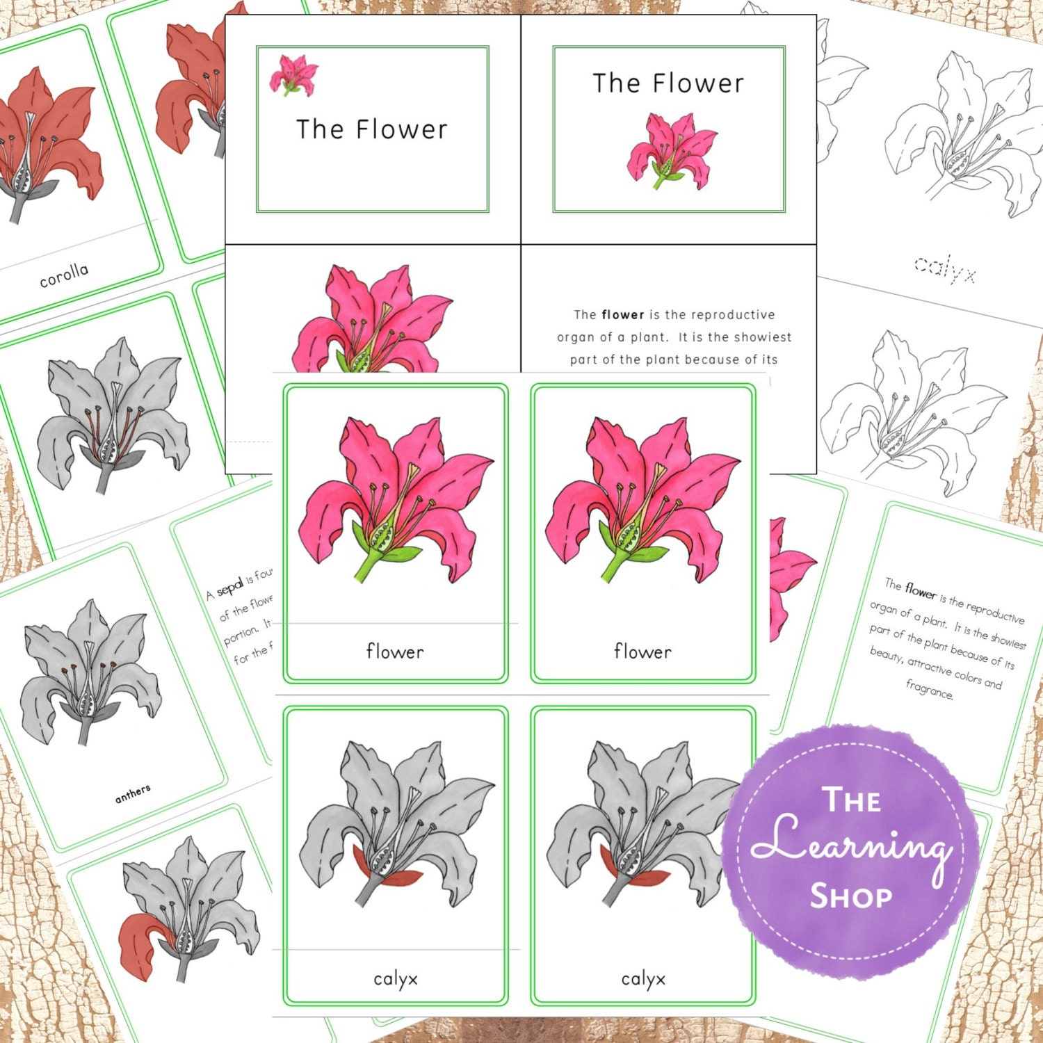 Montessori Parts of a Flower 3 Part Cards - Etsy