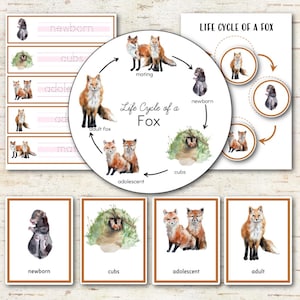 May include: Educational fox life cycle learning materials featuring watercolour illustrations of foxes at various developmental stages. The set includes a circular diagram labelled Life Cycle of a Fox, rectangular cards, and labels with text including newborn, cubs, adolescent, and adult.