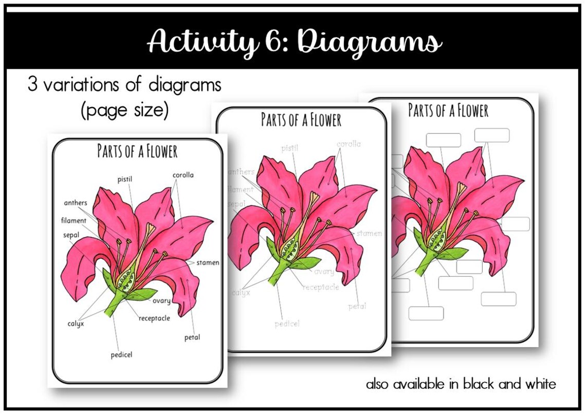 Parts of a Flower Montessori 3 and 4 Part Cards - Etsy