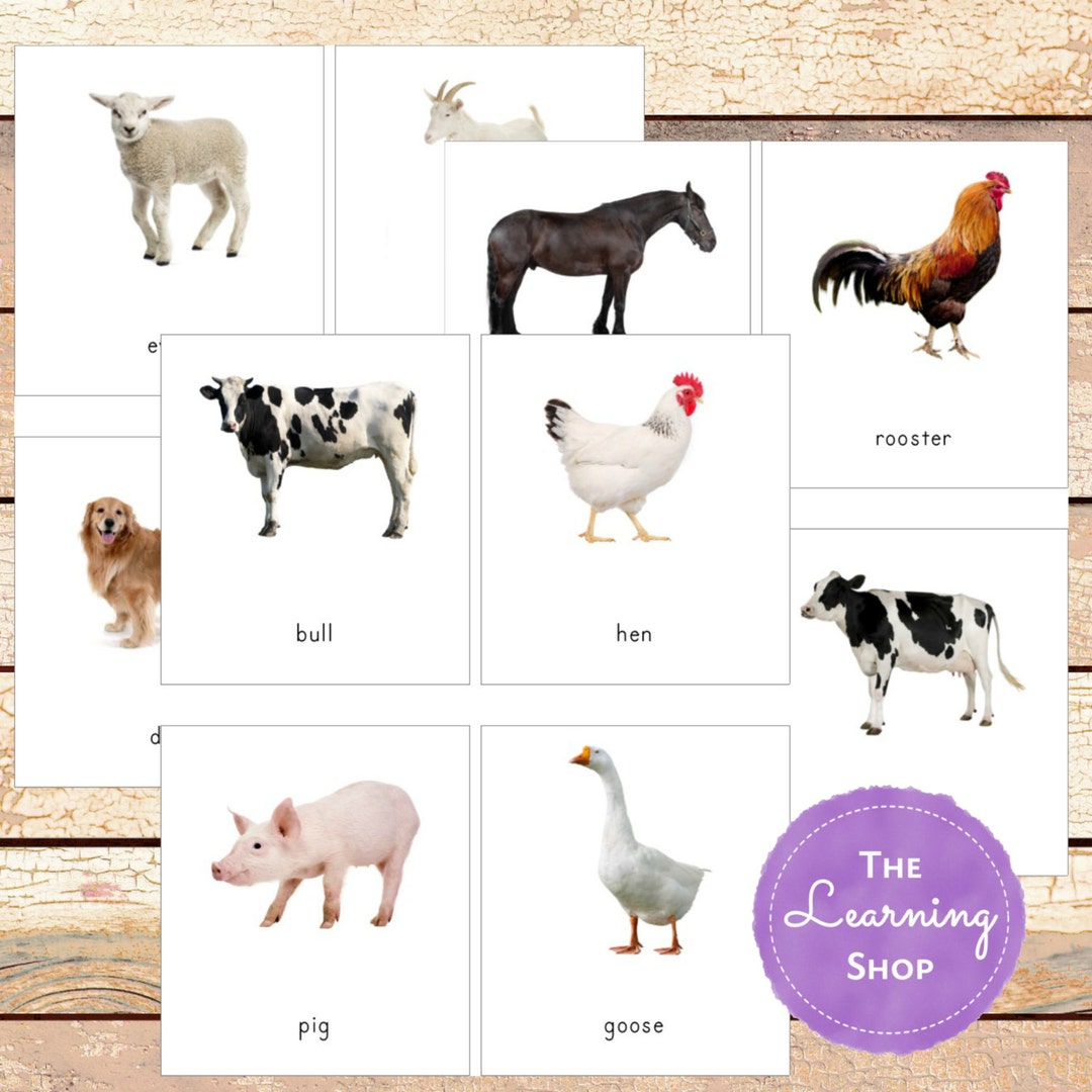 Montessori Farm Animal 3 Part Cards Etsy