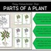 Parts of a Plant Montessori 3 and 4 Part Cards - Etsy