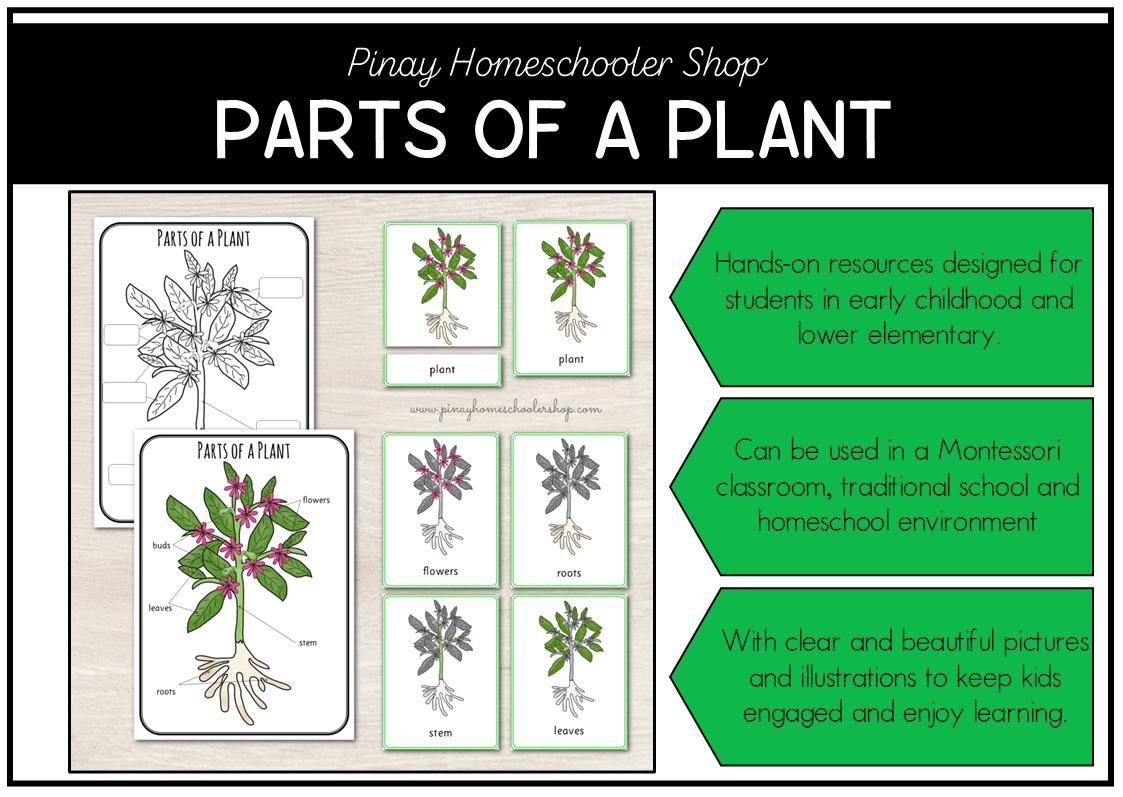 Parts of a Plant Montessori 3 and 4 Part Cards - Etsy