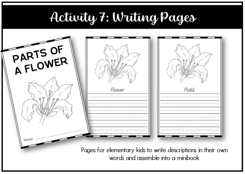 Parts of a Flower Montessori 3 and 4 Part Cards - Etsy
