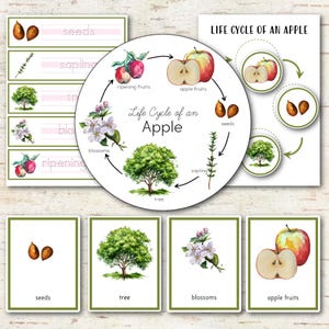 May include: Educational set illustrating the life cycle of an apple. The set includes a circular diagram showing the stages, from seeds to apple fruits. Additional cards display seeds, a tree, blossoms, and apple fruits. The text "Life Cycle of an Apple" is also present.